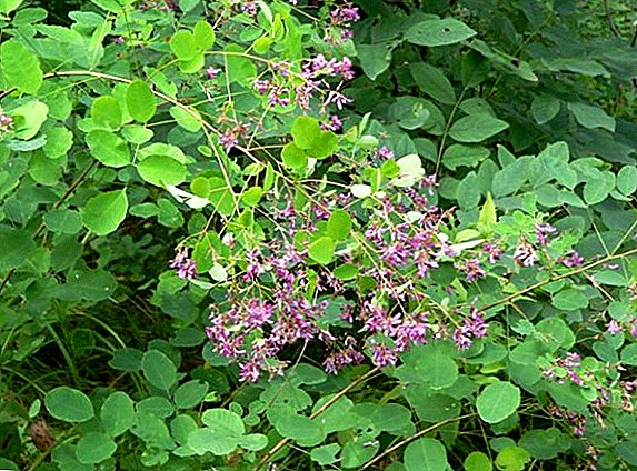 Lespedetsa - pianta medicinale: descrizione, uso e coltivazione a casa