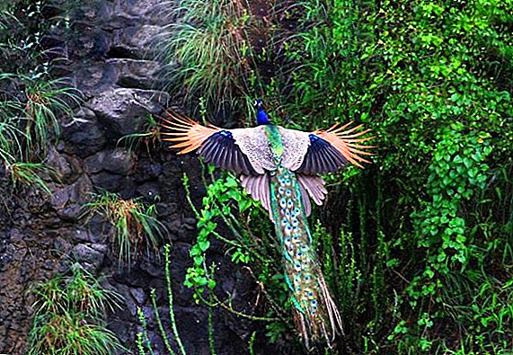 Do peacocks fly and how do they do it