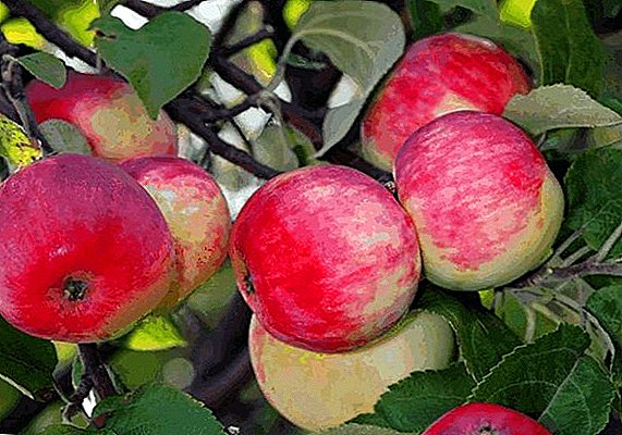 Variedad de verano de manzanos "Solntsedar": características, pros y contras