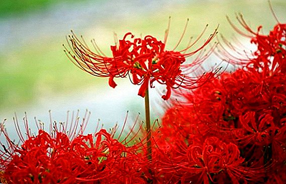 Likoris: plantering och omsorg för en exotisk blomma