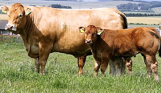 Limousin breed of cows: the peculiarities of keeping at home