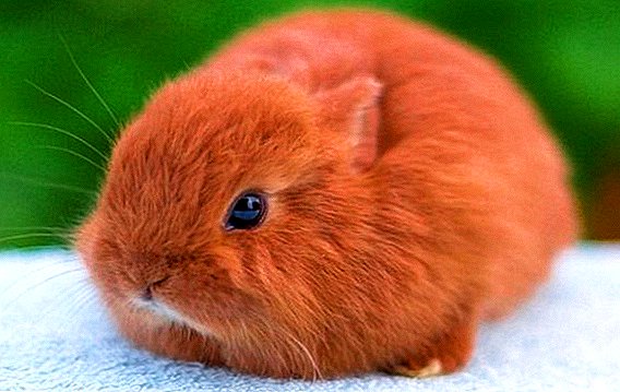Fox pygmy rabbit: eigenaardigheden van thuisblijven