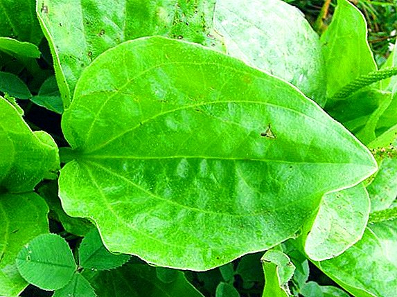 Planttain φύλλα μεγάλες: χρήσιμες ιδιότητες και τη συγκομιδή στο σπίτι