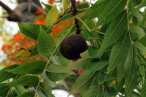 검은 호두 잎 : 설명, 구성, 유용한 특성