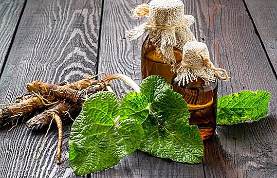 Burdock leaves: the benefits and harm when to collect and how to use