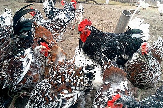 Livensky-Hühner: wie die Rasse einzudämmen ist, Beschreibung, ihre Vor- und Nachteile