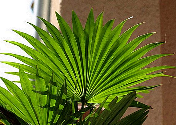 Liviston rotundifolia: zorg voor een palmboom, manieren om ziekte te bestrijden