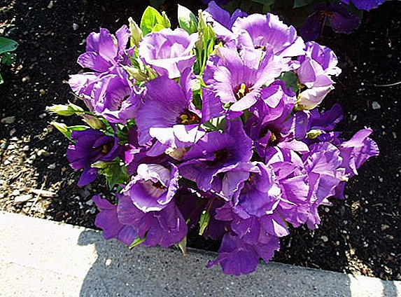Lisianthus in the garden: planting and care