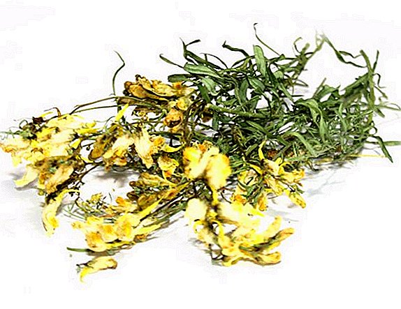 Lyonka: description, medicinal properties of herbs, application, photo