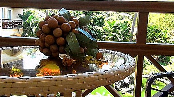 Longan (dragon eye): Is it possible to grow out of the stone at home?