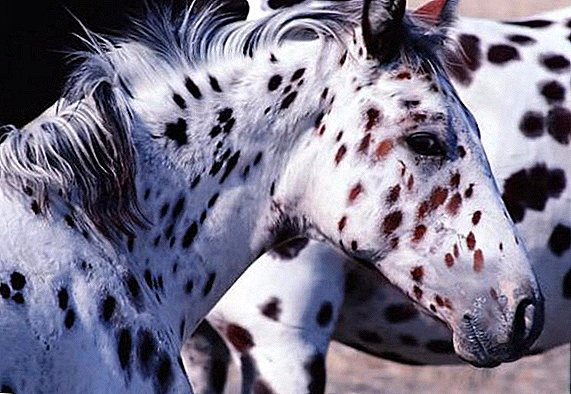 Порода за коне от Appaloosa