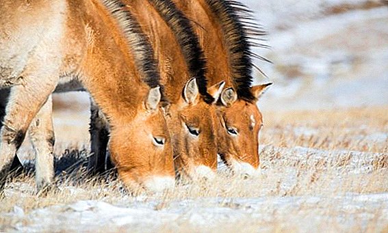 Le cheval de Przewalski
