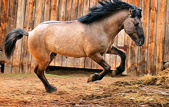 Kuda-kuda dari jenis Bashkir: karakteristik, kelebihan dan kekurangan