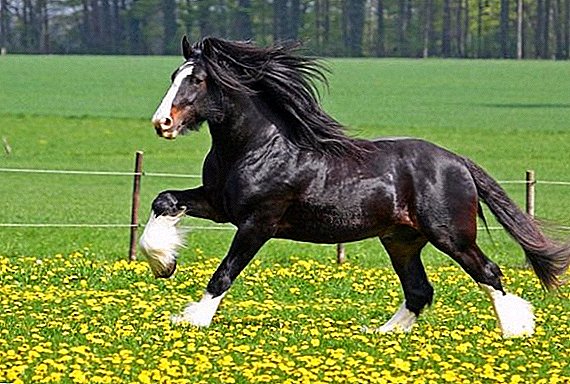Shire Horse Breeds: Fotos, Beschreibung, Funktion