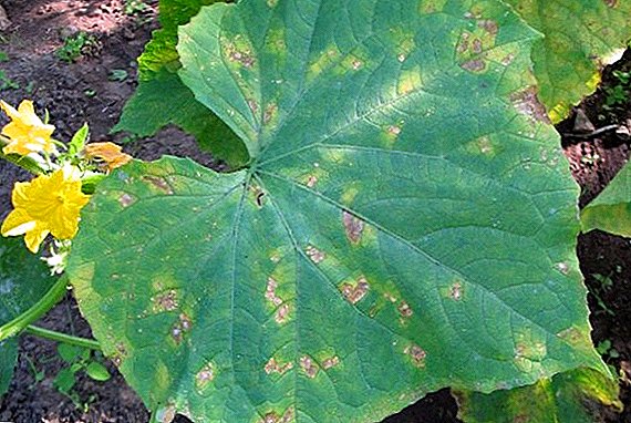 Downy mildew on cucumbers: signs, prevention and treatment