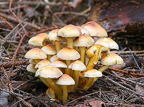 Лажне печурке: врсте, како разликовати и не бркати