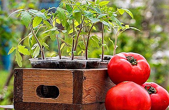 El mejor momento para plantar tomates para plantas de semillero (calendario lunar, clima, recomendaciones de los fabricantes)
