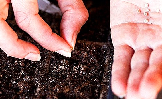 The best time for sowing eggplants in seedlings