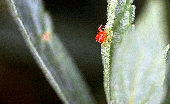 De beste acariciden en insecticaro-cariciden voor planten
