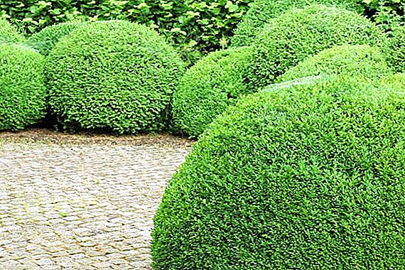 The best ornamental shrubs for the garden with a description and photo