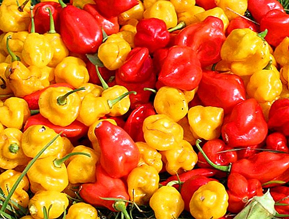 Najbolje gorke paprike za uzgoj (s fotografijama)
