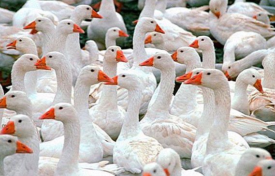 The best geese with white plumage