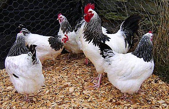 Най-добрите пресичания на кокошки от посоката на яйцето