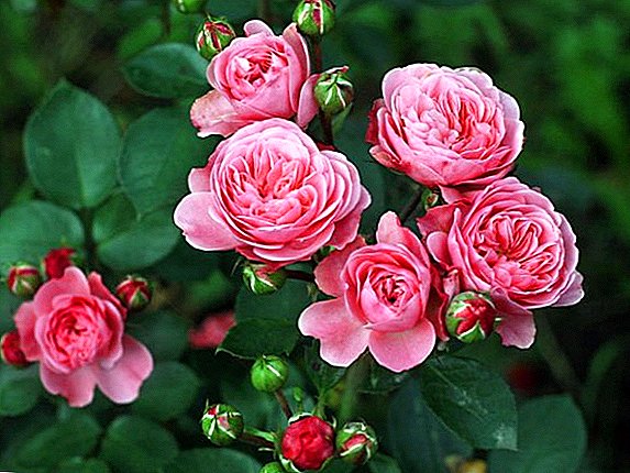 Les meilleures roses de brousse: blanches, roses, jaunes avec une description et une photo