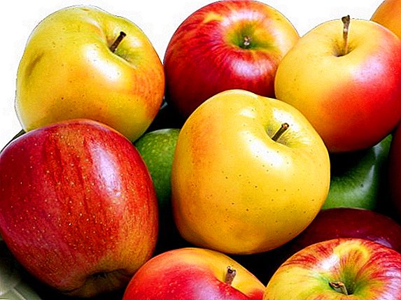 Кращі методи заморозки яблук на зиму