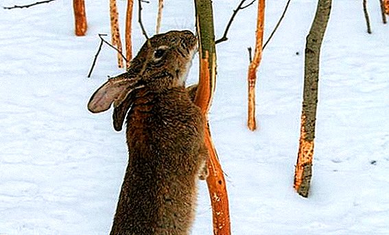 The best methods of protecting apples from hares