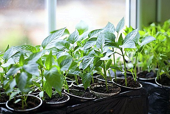 The best dressings for seedlings of tomatoes and peppers