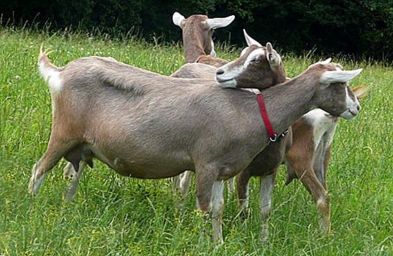 Најбоље врсте млијечних коза: начини његе и одржавања