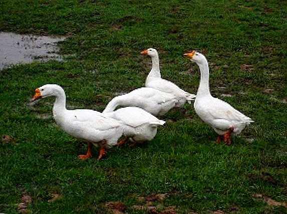 The best breeds of geese