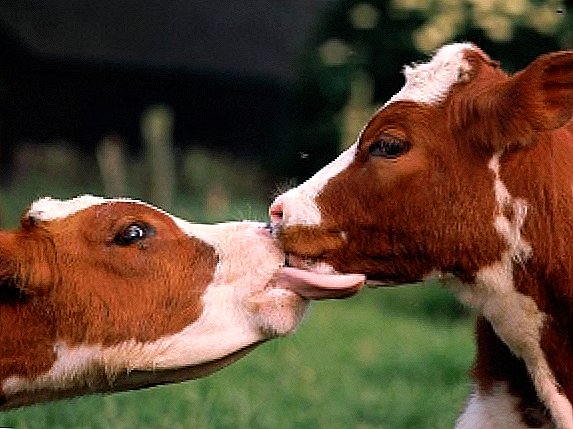Най-добрите породи крави: какви са те?