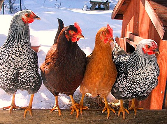 De bedste racer af æglæggende høner i Ukraine