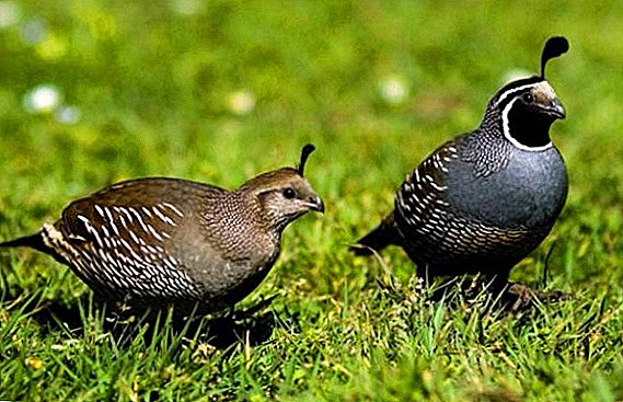 The best breeds of quail: description, advantages and disadvantages