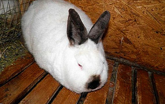 The best programs for accounting for rabbits