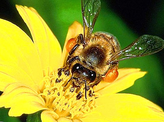 أفضل نباتات العسل للنحل الخاص بك