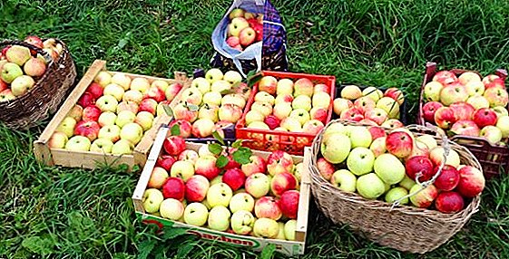 De beste oppskrifter for høsting av epler til vinteren