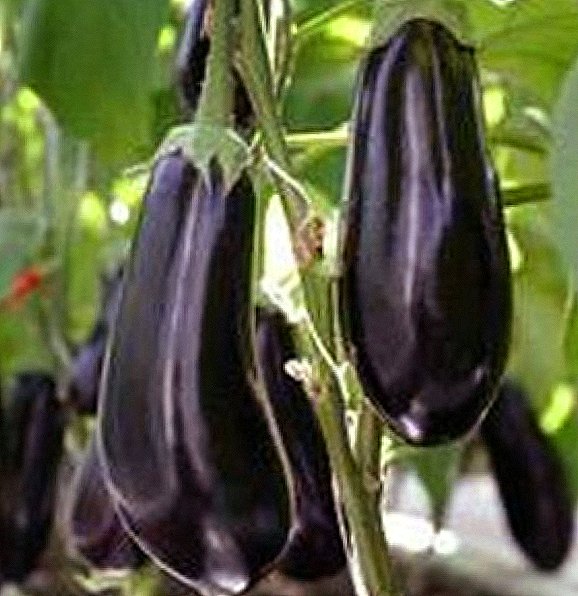 De beste variëteiten van aubergines voor open grond