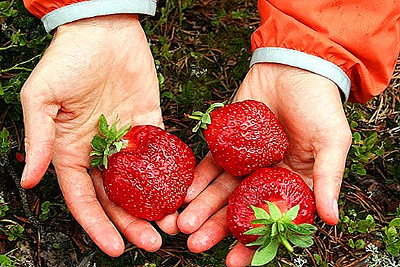 The best varieties of large strawberries