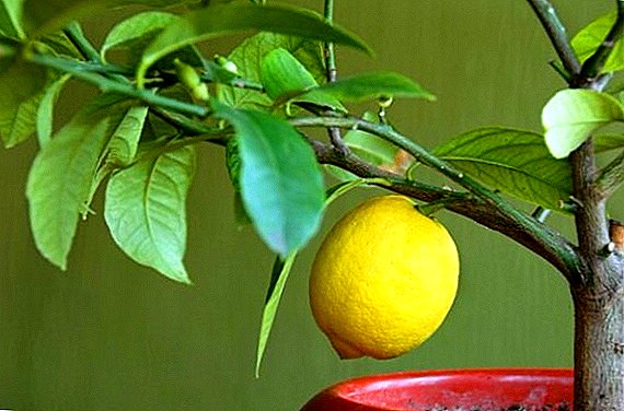 Najlepšie odrody citrónov pre pestovanie v interiéri