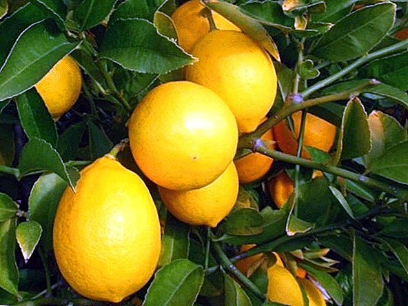 الليمون في المنزل أفضل الأصناف للنمو ليمون