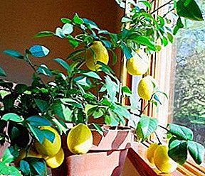 الليمون في المنزل أفضل الأصناف للنمو ليمون