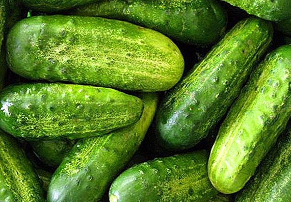 The best varieties of cucumbers for closed ground: selection criteria with photos and descriptions