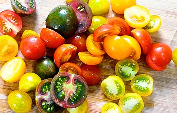 The best varieties of tomato resistant to late blight