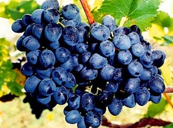 The best varieties of early grapes