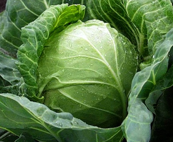 The best varieties of early cabbage for growing