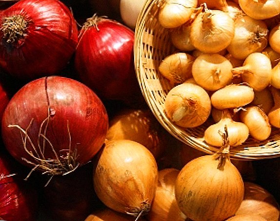 The best varieties of onions: features of planting and care