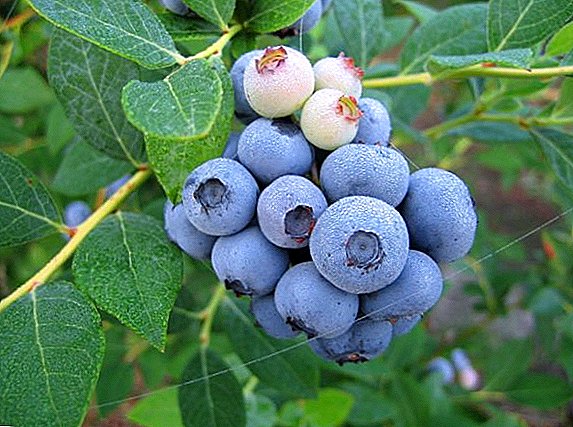 The best varieties of garden tall blueberries